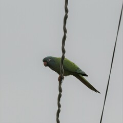 Thectocercus acuticaudatus