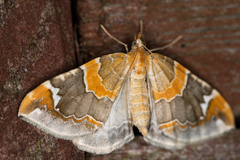 Eulithis pyropata