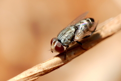 Azeliinae