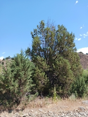 Juniperus occidentalis