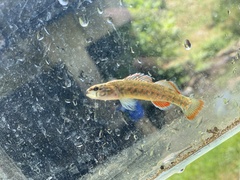 Etheostoma whipplei
