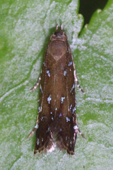 Strobisia iridipennella