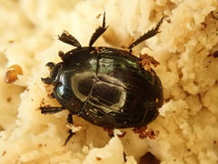 Margarinotus striola