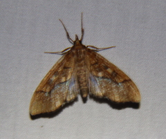 Anarmodia