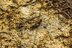 Oedipoda germanica