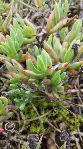 Image of Lampranthus sociorum by (c) Jacques van der Merwe, some rights reserved (CC BY-SA)