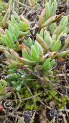 Lampranthus sociorum