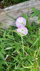 Convolvulus arvensis