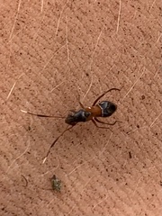 Pilophorus strobicola