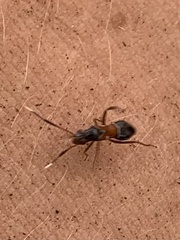 Pilophorus strobicola