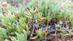 Lampranthus sociorum