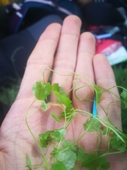 Hesperocodon hederaceus