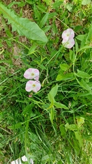 Convolvulus arvensis