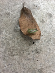 Edessa collaris-group