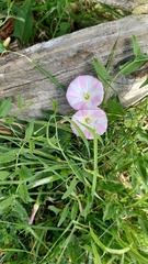 Convolvulus arvensis