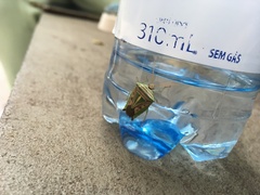 Edessa collaris-group