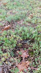 Lampranthus sociorum