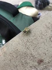 Edessa collaris-group