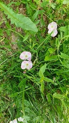 Convolvulus arvensis