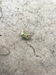 Edessa collaris-group