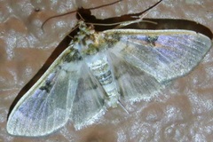 Apilocrocis pimalis