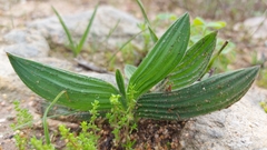Babiana blanda