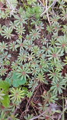 Oxalis tomentosa
