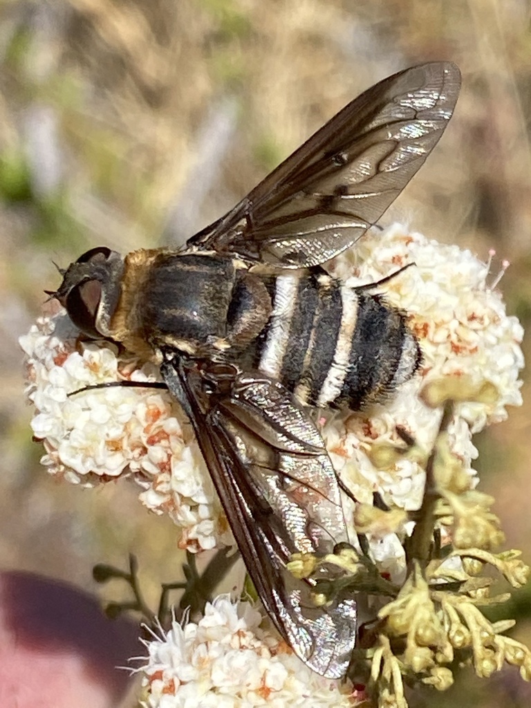 Exoprosopa clarki