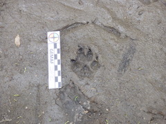 Lycalopex gymnocercus