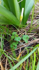 Oxalis minuta