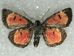 Annaphila spila