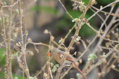 Cardinalis cardinalis mariae