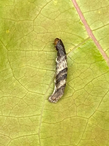 Coleophora eleagnisella