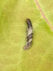 Coleophora eleagnisella