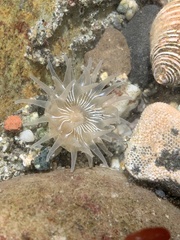 Aulactinia incubans