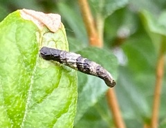 Coleophora eleagnisella