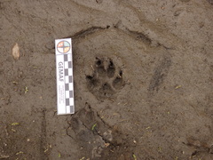 Lycalopex gymnocercus