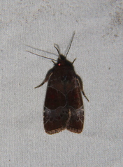 Hampsonodes mastoides