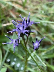 Saussurea angustifolia