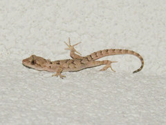 Mediodactylus danilewskii