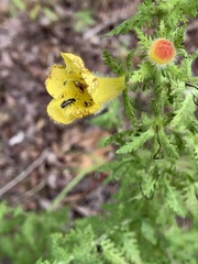 Aureolaria pectinata