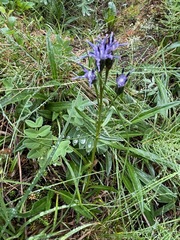Saussurea angustifolia