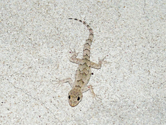 Mediodactylus danilewskii