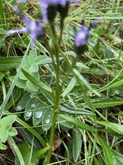 Saussurea angustifolia