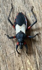 Microtomus cinctipes