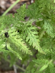 Aureolaria pectinata