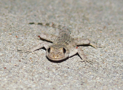 Mediodactylus danilewskii