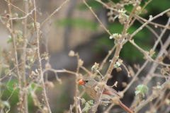 Cardinalis cardinalis mariae