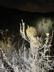Echinops philistaeus