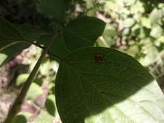 Harmonia quadripunctata